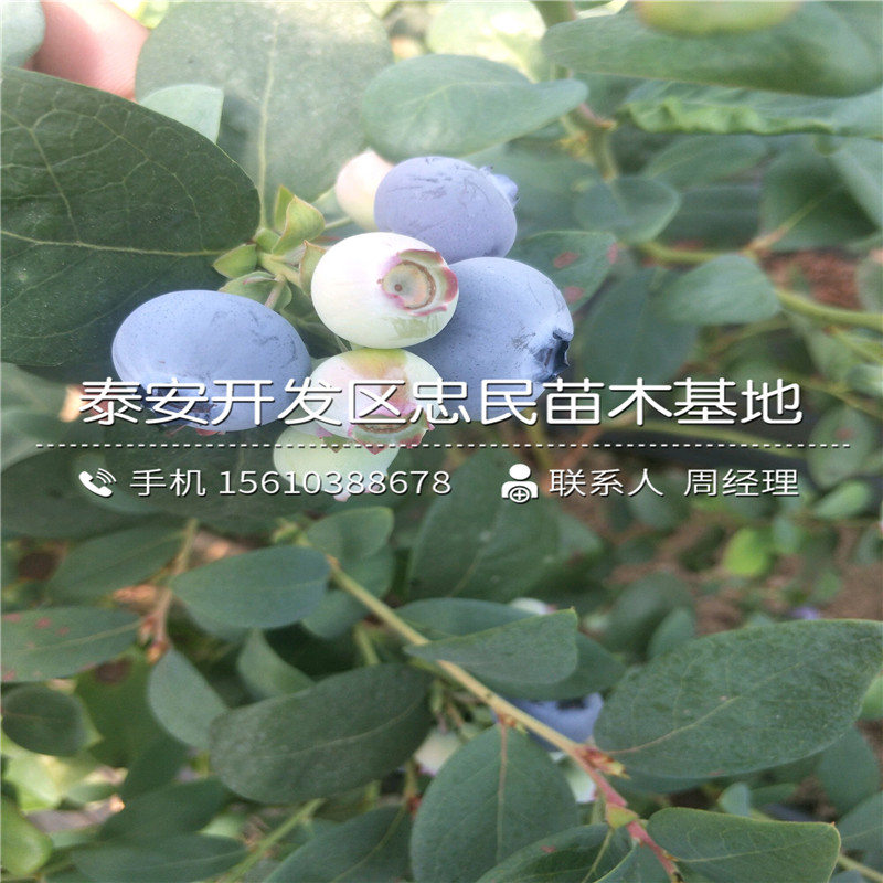 珠寶藍(lán)莓苗簡介