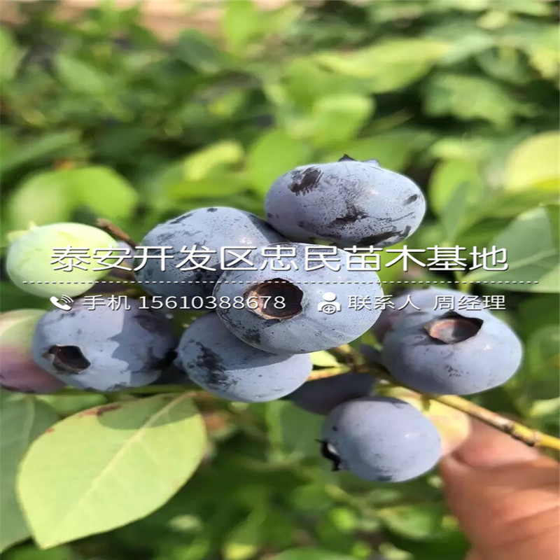 夏普藍(lán)藍(lán)莓苗出售單價(jià)