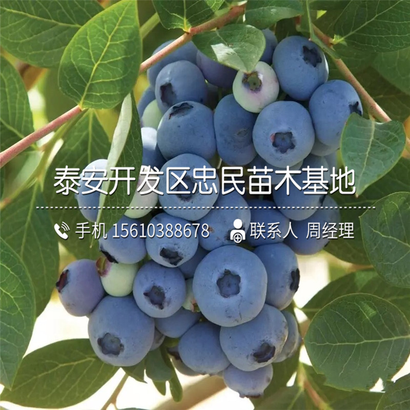 納爾遜藍(lán)莓苗、納爾遜藍(lán)莓苗銷(xiāo)售價(jià)格