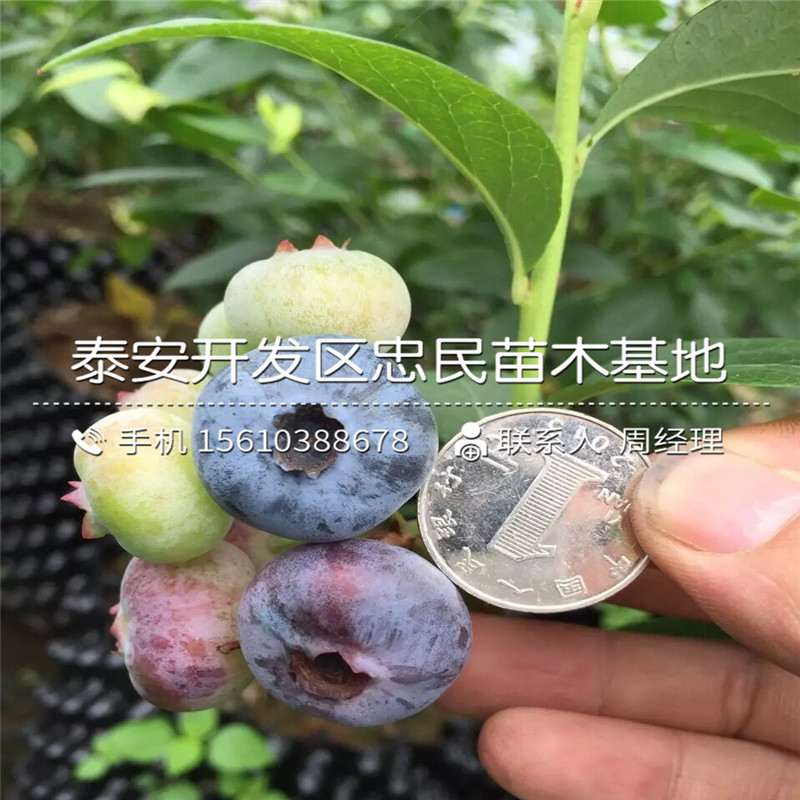 綠寶石藍莓苗、綠寶石藍莓苗批發(fā)價格