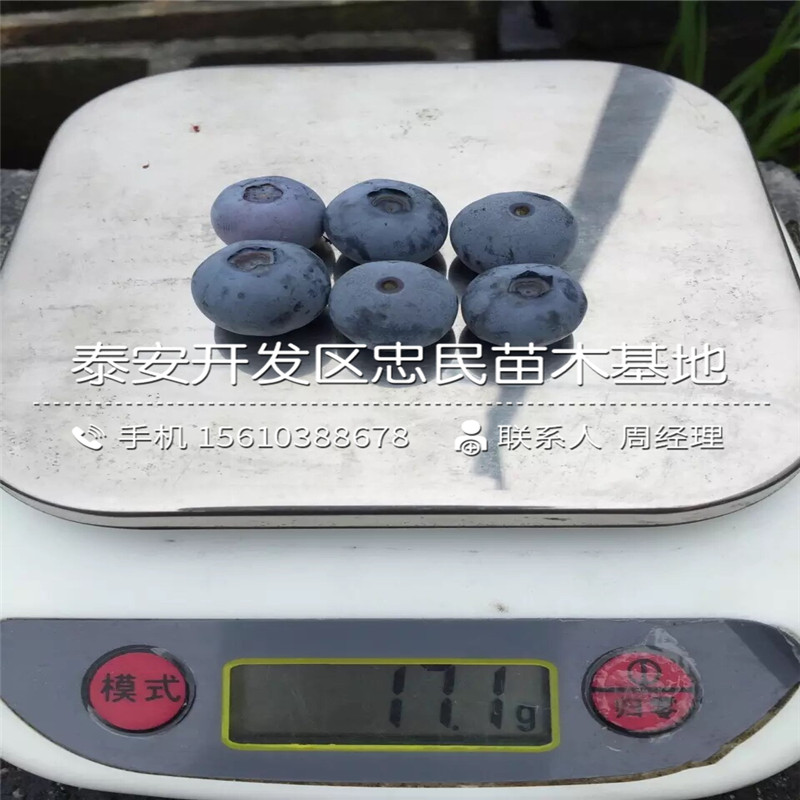 兩年生藍(lán)莓苗怎么種
