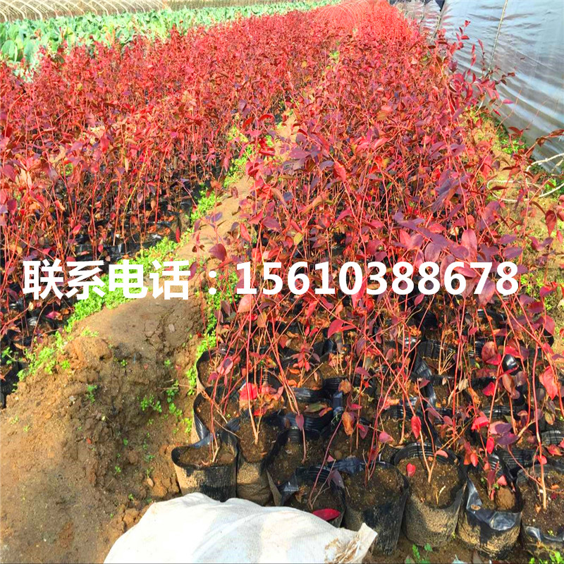 北高叢藍(lán)莓苗出售供應(yīng)