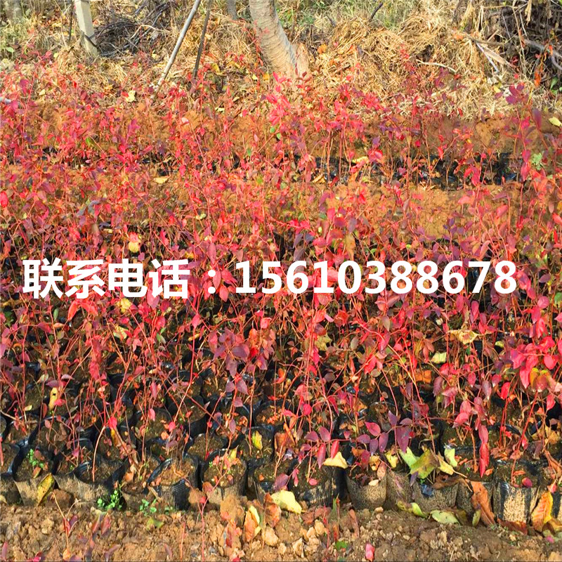 藍豐藍莓苗那家好
