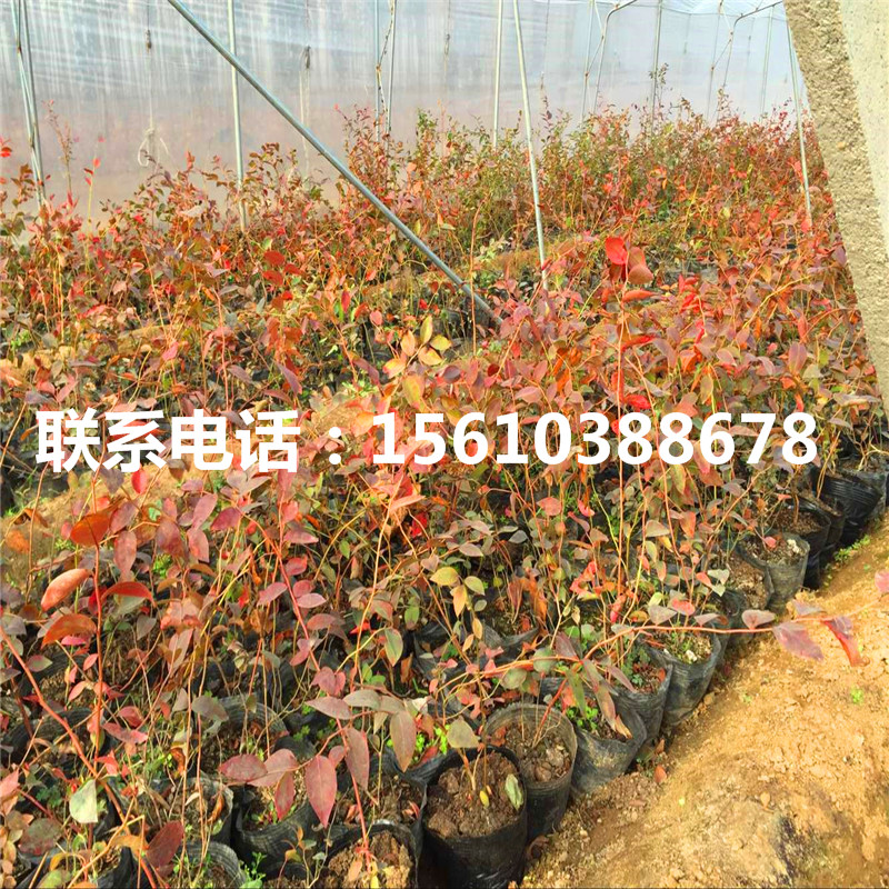 酷派藍莓苗那種好