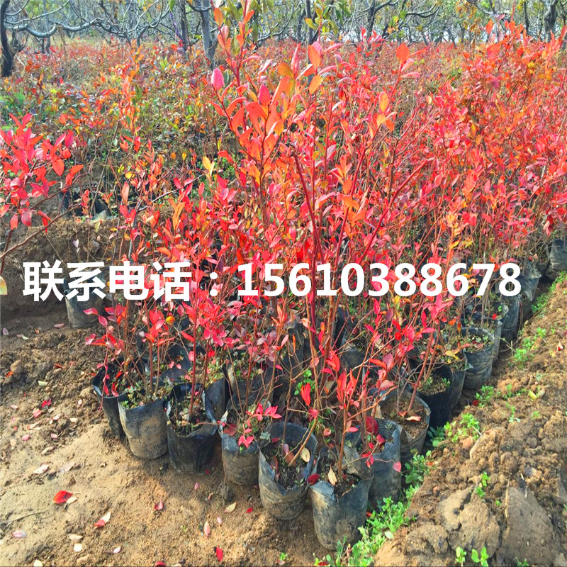 營養(yǎng)杯藍莓苗哪里有