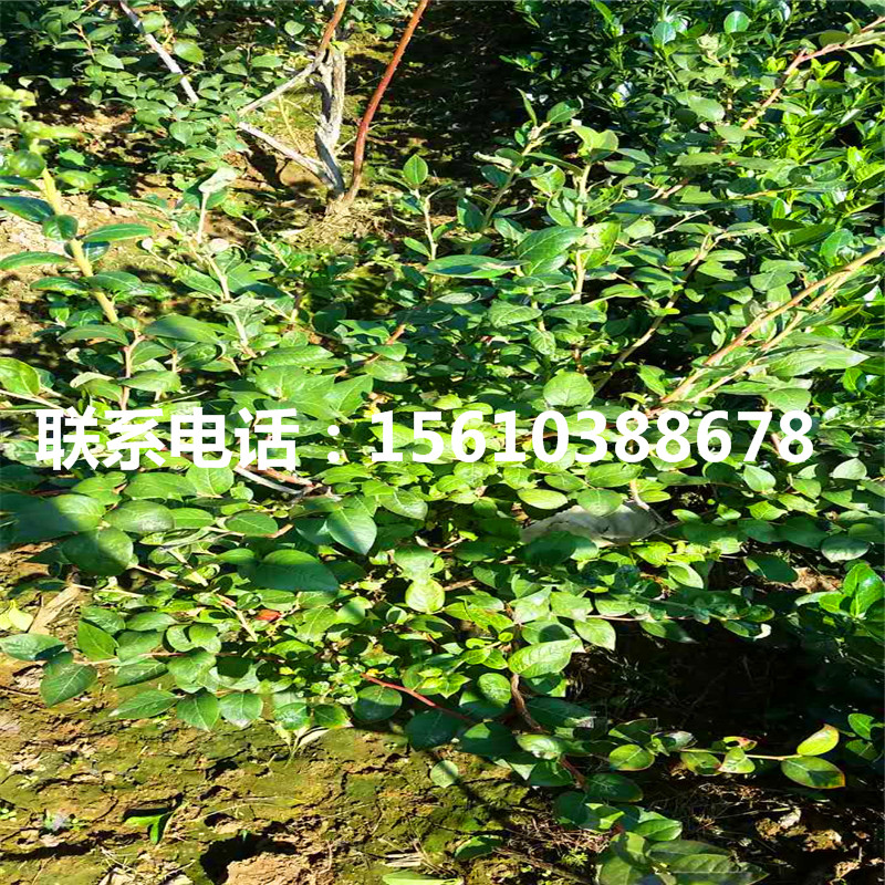 藍豐藍莓苗那家好