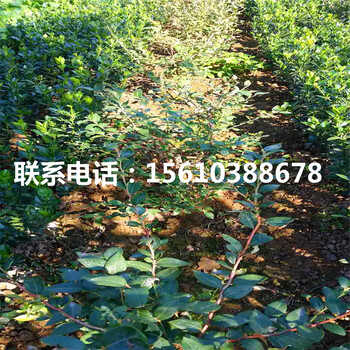 四年生藍莓苗上車價格