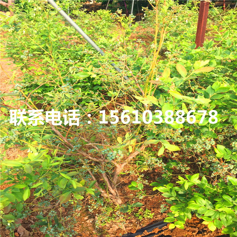 藍(lán)金藍(lán)莓苗、藍(lán)金藍(lán)莓苗價格多少錢