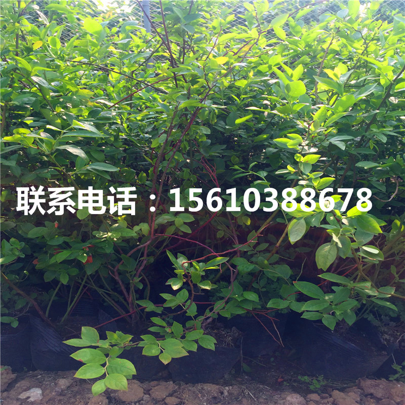燦爛藍莓苗那種好