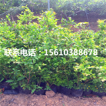 燦爛藍(lán)莓苗出售基地