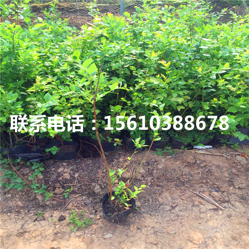 珠寶藍莓苗怎么種