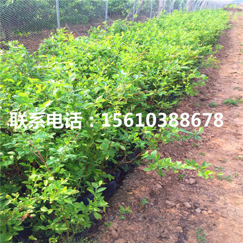 芬蒂藍莓苗出售供應(yīng)