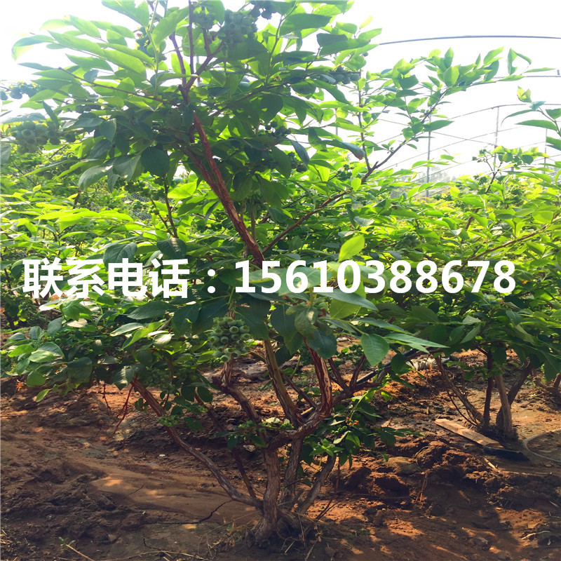 珠寶藍(lán)莓苗出售價(jià)格