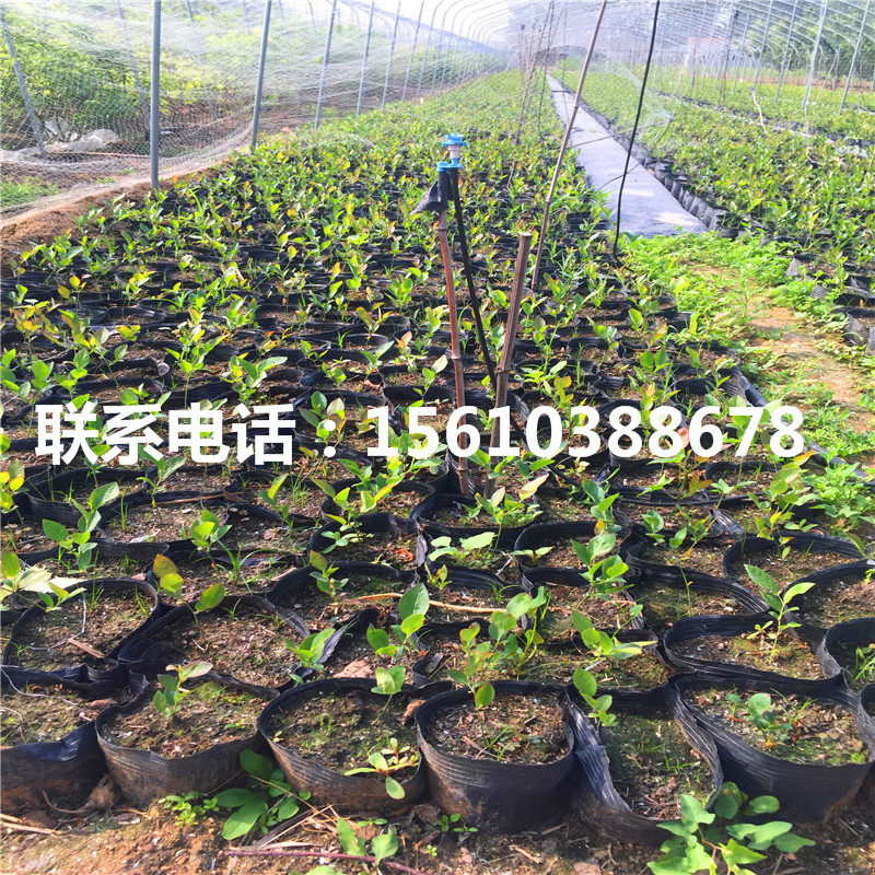 燦爛藍(lán)莓苗新品種