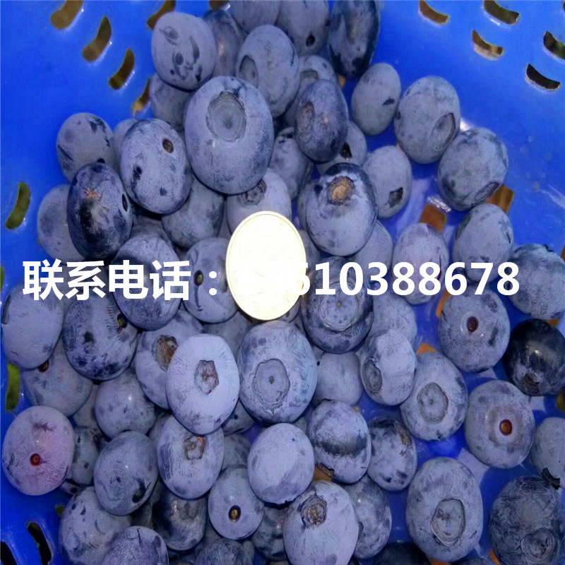 地栽藍(lán)莓苗哪里有賣的