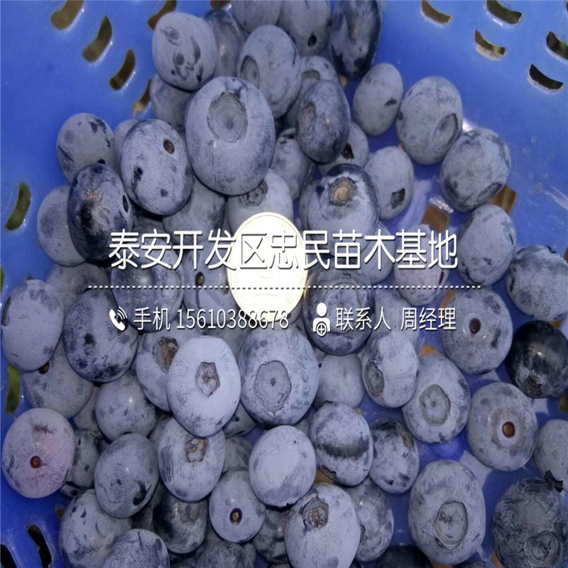 薄霧藍莓苗出售供應