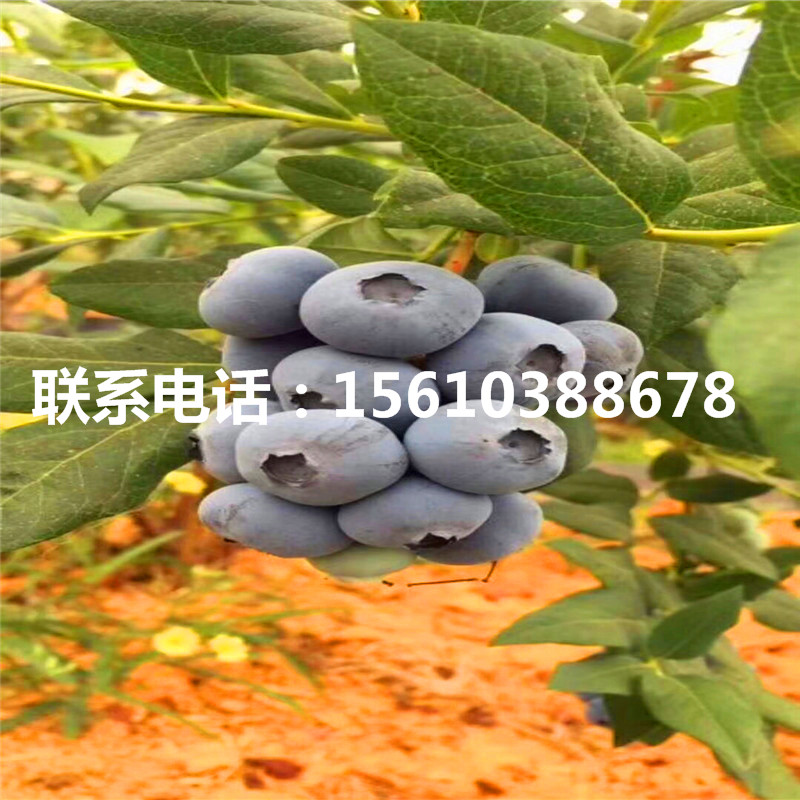 一年生蓝莓苗什么价格