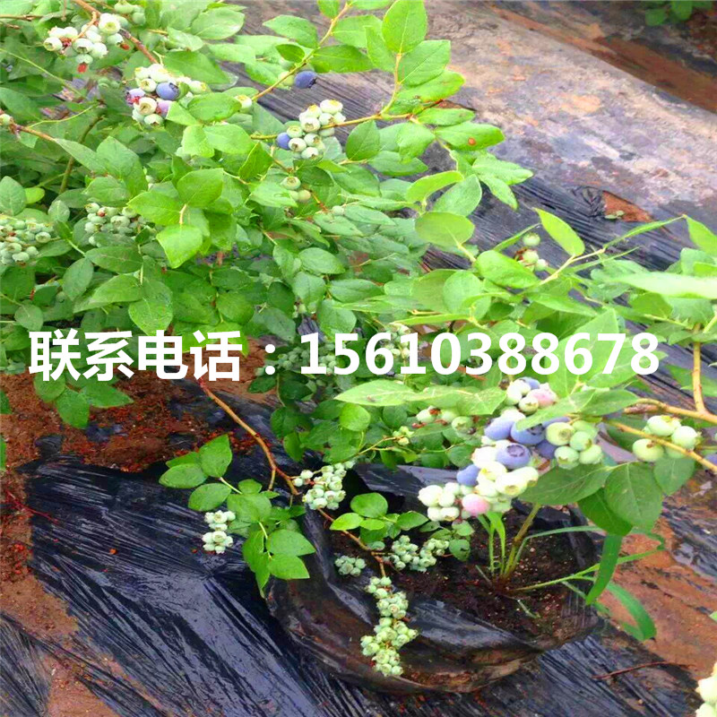 夏普藍藍莓苗批發(fā)多少錢