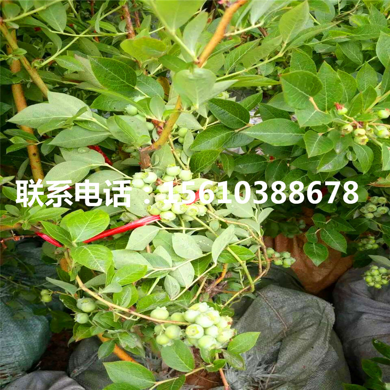 藍(lán)莓苗上車價(jià)格