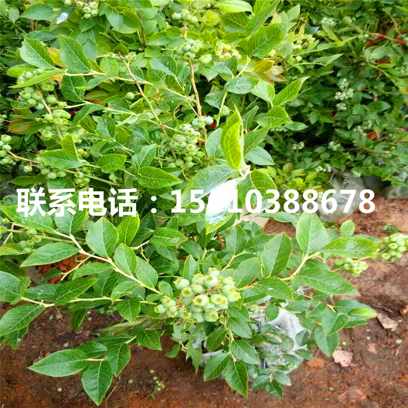夏普藍藍莓苗、夏普藍藍莓苗批發基地