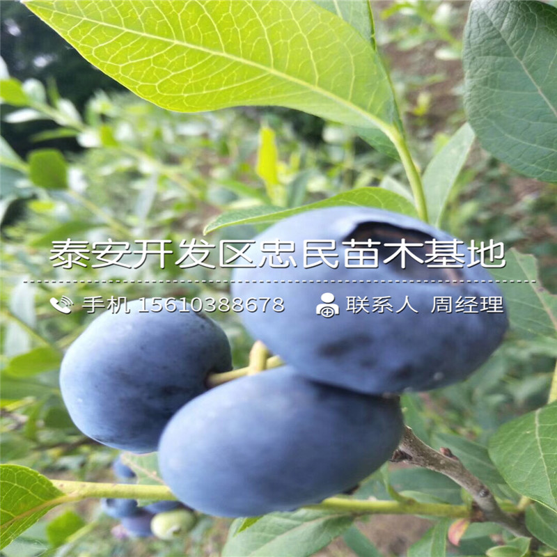 组培蓝莓苗、组培蓝莓苗多少钱一株