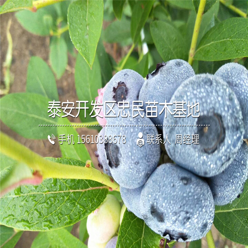 藍莓苗、藍莓苗價格及報價
