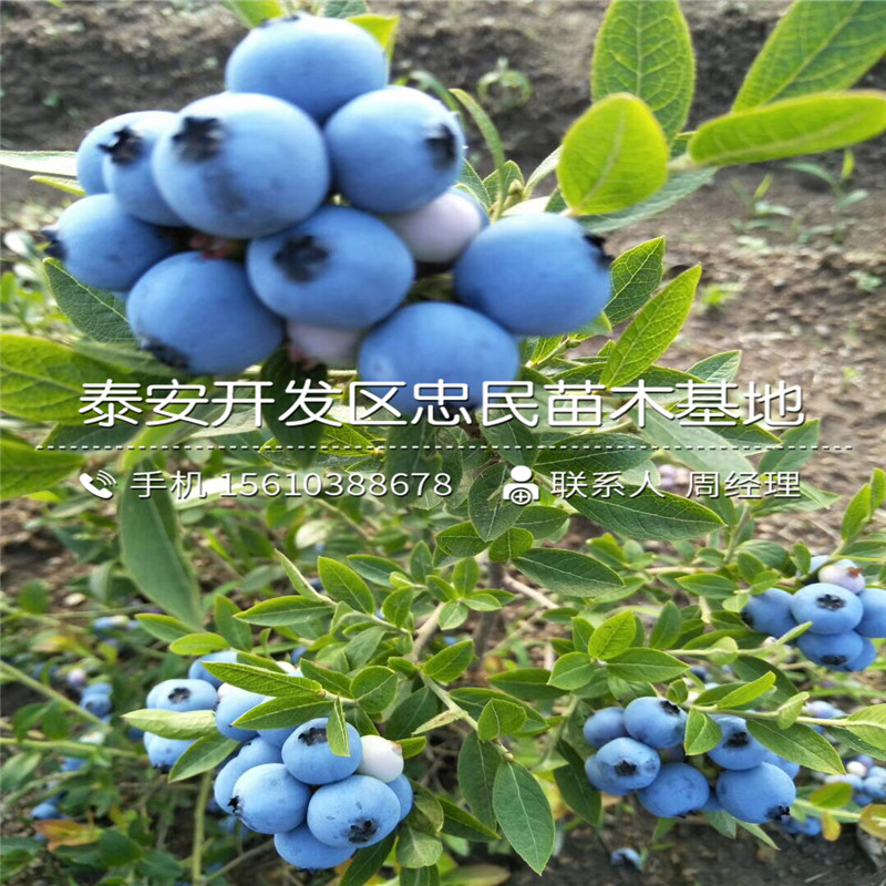 薄霧藍莓苗出售供應