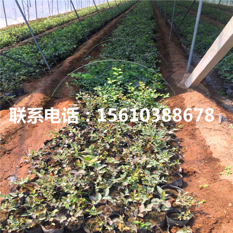 三年生藍(lán)莓苗零售價(jià)格