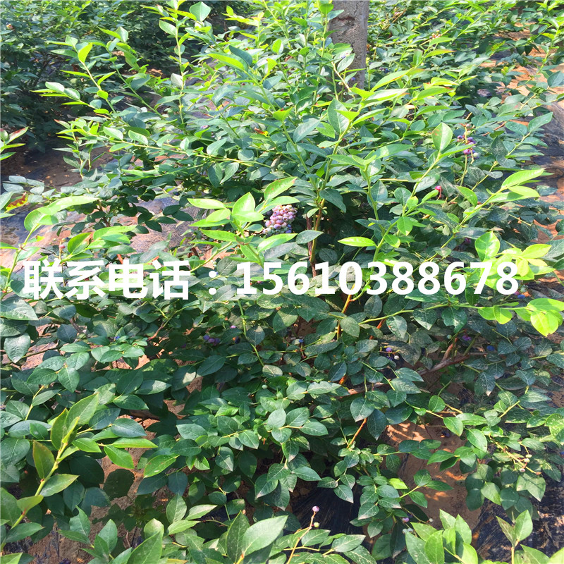 五年生藍莓苗、五年生藍莓苗多少錢一棵