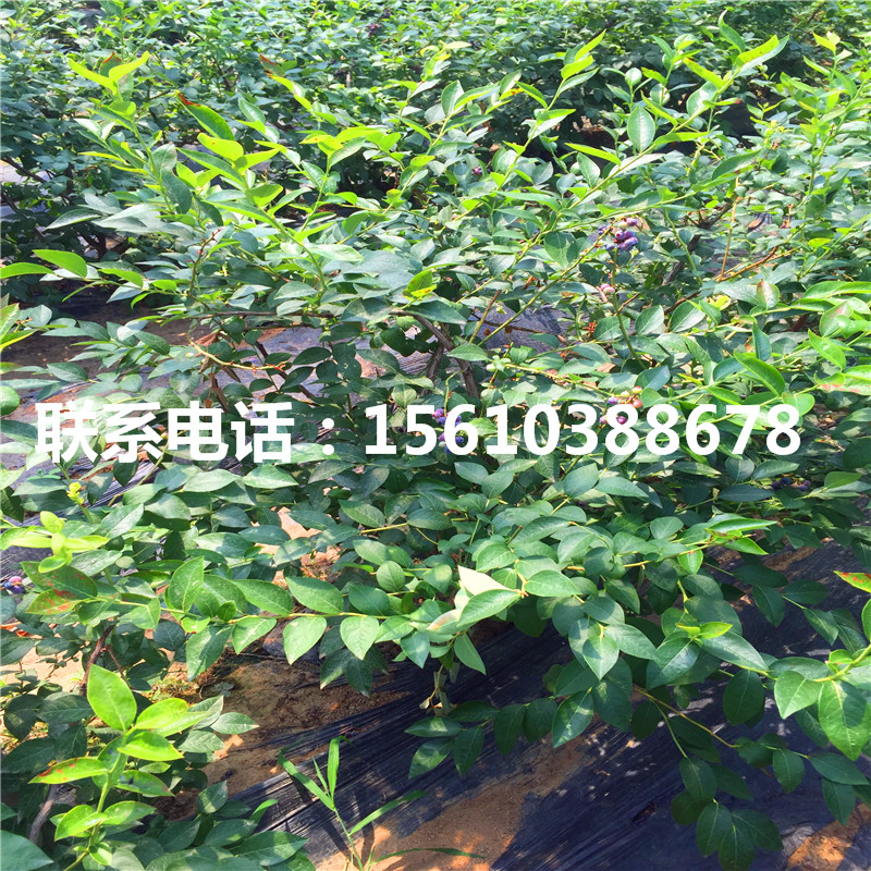 晚藍(lán)藍(lán)莓苗出售基地