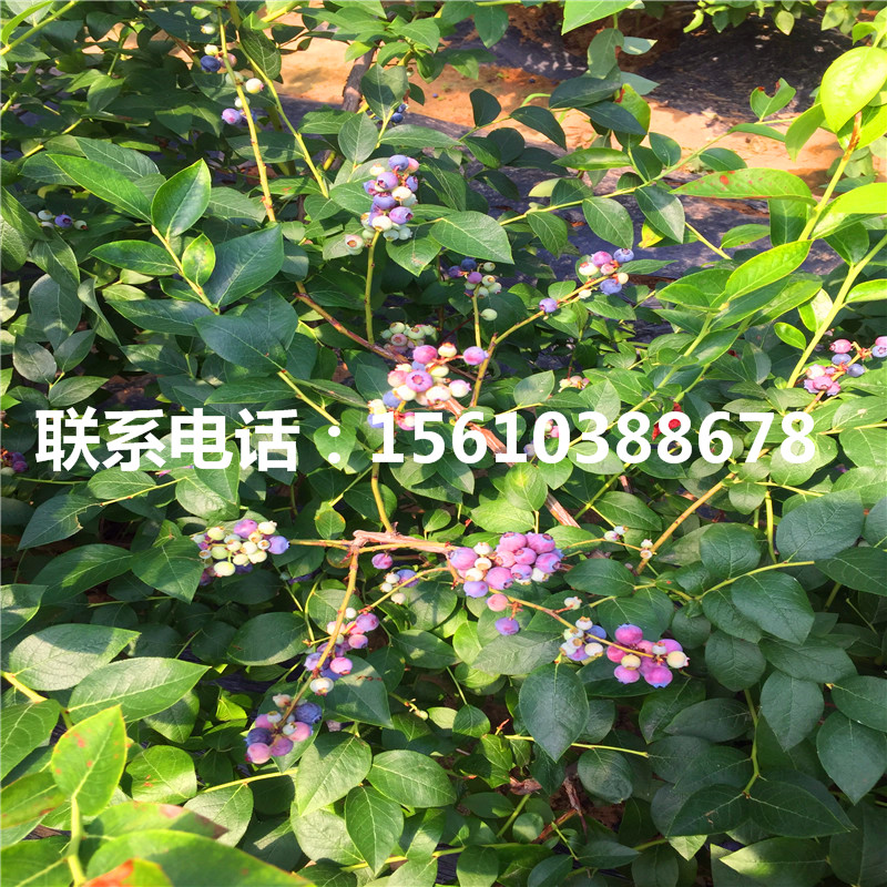 一年生蓝莓苗什么价格