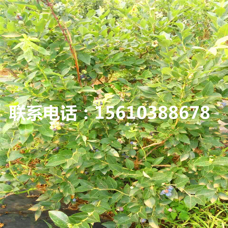 五年生藍(lán)莓苗、五年生藍(lán)莓苗批發(fā)價(jià)格