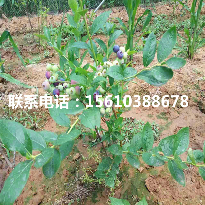 北村蓝莓苗品种介绍