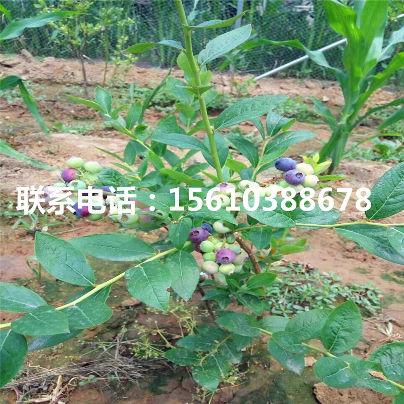 南高丛蓝莓苗品种