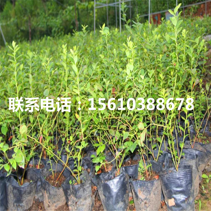 南高叢藍(lán)莓苗每日?qǐng)?bào)價(jià)
