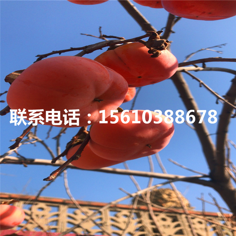 甜柿子苗附近哪里有、甜柿子苗價格及報價