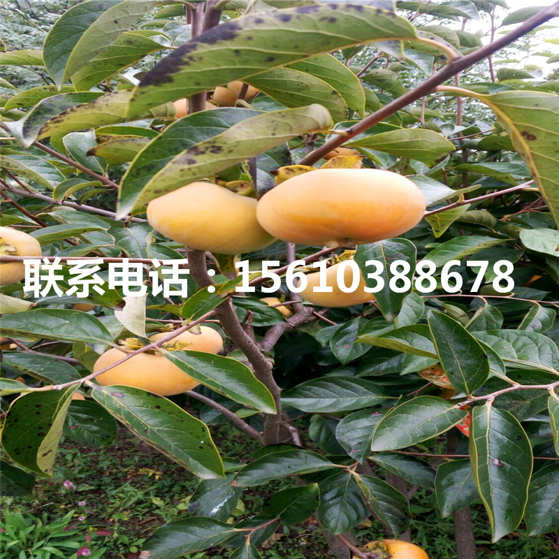 柿樹苗產(chǎn)量多少、柿樹苗多少錢一棵