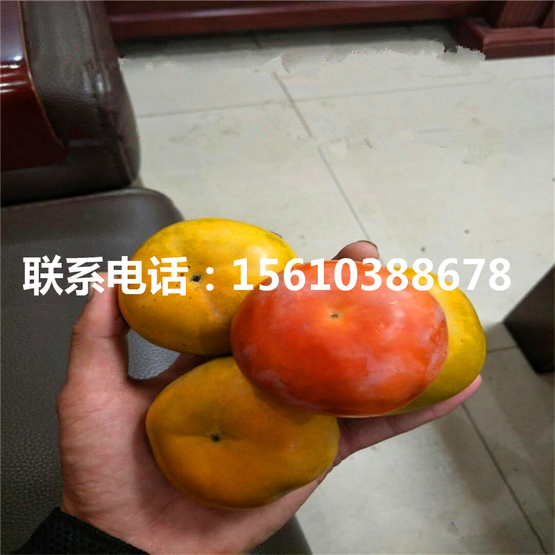柿子樹苗產(chǎn)量多少、柿子樹苗出售基地