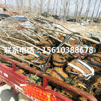 大秋柿子苗銷售基地、大秋柿子苗哪里有賣的