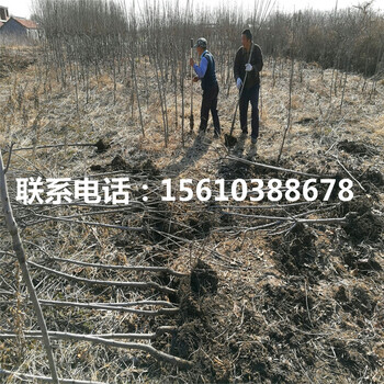 日本柿子苗銷售基地、日本柿子苗出售多少錢