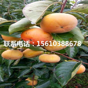 斤柿柿子苗價(jià)錢低、斤柿柿子苗零售價(jià)格