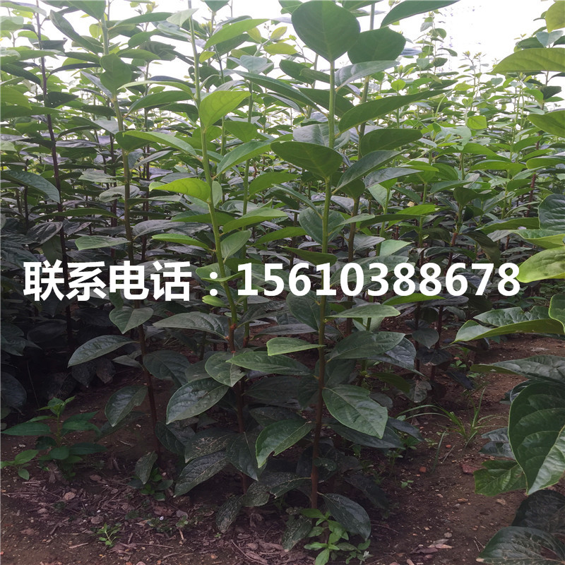 柿樹苗行情、柿樹苗零售價格
