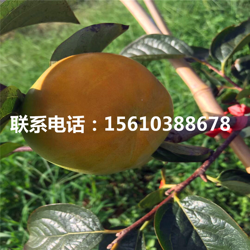 柿樹苗產(chǎn)量多少、柿樹苗價格哪里便宜
