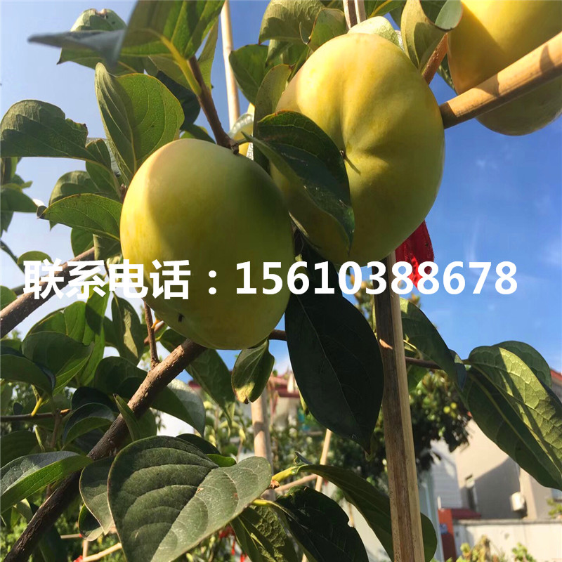 太秋柿子苗附近哪里有、太秋柿子苗包郵價(jià)格