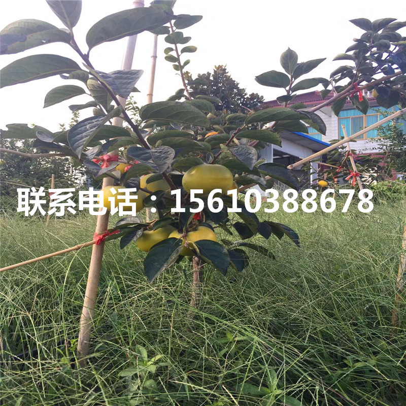 脆柿子苗價格多少、脆柿子苗哪里有賣的