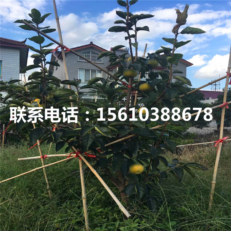 3公分柿苗什么品種好、3公分柿苗零售價(jià)格