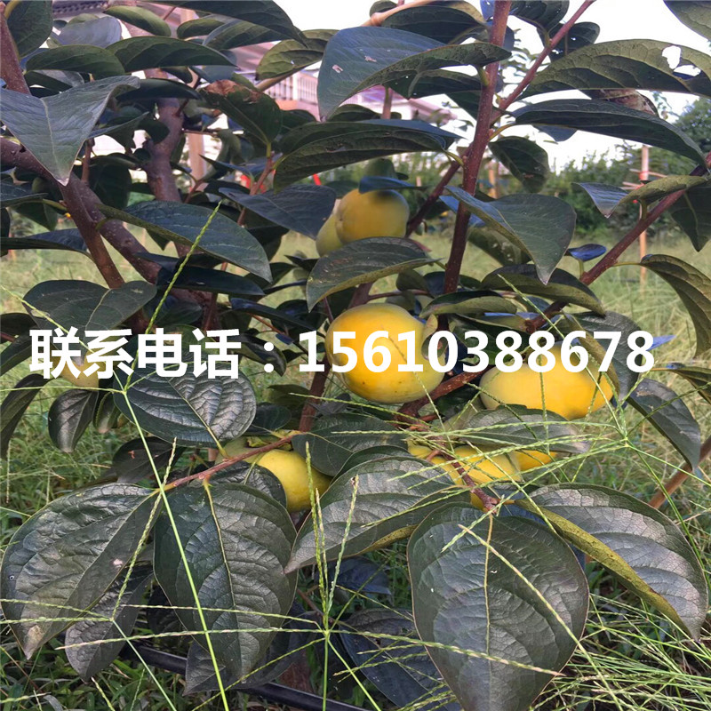 富平尖柿苗批發(fā)價(jià)格、富平尖柿苗多少錢(qián)一棵