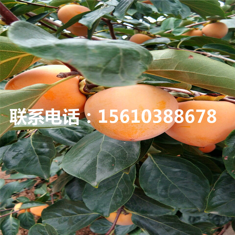 柿子苗附近哪里有、柿子苗出售多少錢