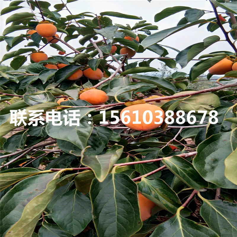 柿樹苗什么品種好、柿樹苗批發(fā)什么價(jià)格