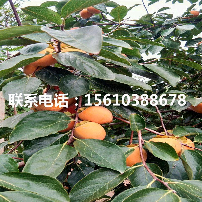 牛心柿子苗附近哪里有、牛心柿子苗每日報(bào)價(jià)